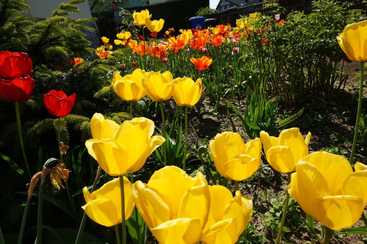 Citynahe Festung Ehrenbreitstein 65m² Mit Grossem Garten *