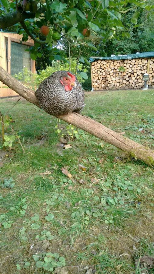 Citynahe Festung Ehrenbreitstein 65m² Mit Grossem Garten * Coblence