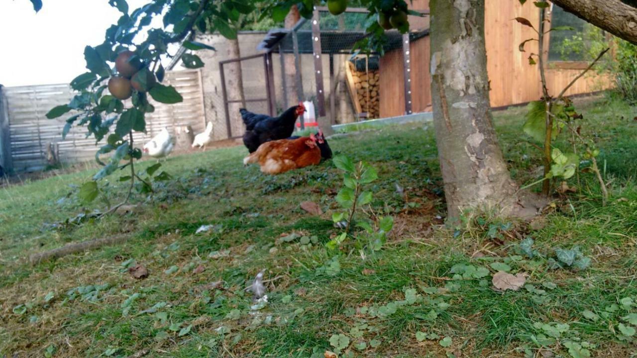 Citynahe Festung Ehrenbreitstein 65m² Mit Grossem Garten Coblence